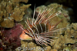 Lion fish. Taken at night with Canon 20D w/60 mm macro. by Stuart Ganz 